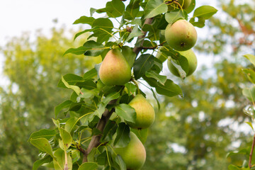 Close-up of a pear tree with fruits in a farm garden. Ripe pears. Several ripe pears on a tree branch