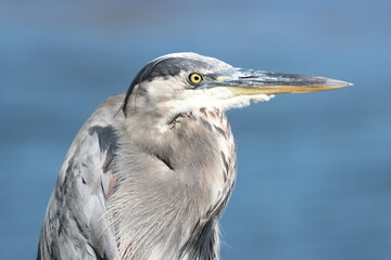 Great Blue Heron Closeup