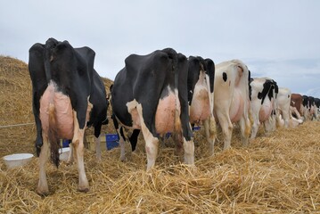Vaches dans un pré