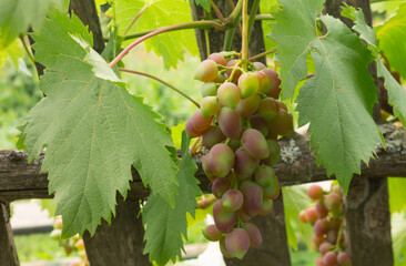 A large bunch of red grapes growing on a vine. ripe grapes