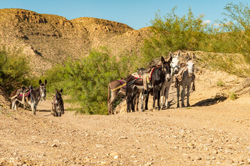 Six donkeys waiting patiently along a dusty path to transport visitors to  Boquillas del Carman...