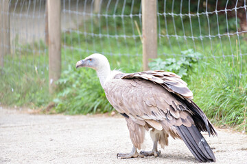 A selective focus of a vulture perching on a wooden surface in captivity.