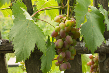 A large bunch of red grapes growing on a vine. ripe grapes
