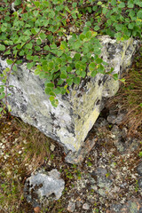 Obraz premium A low-growing form of a fell birch called the Kiilopää birch (Betula pubescens ssp. czerepanovii var. appressa) growing on a rock in Urho Kekkonen National Park, Northern Finland
