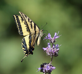 Butterfly Eating Nectar From Flower