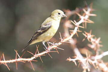 Yellow Bird Perched on Branch