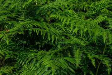 Fototapeta na wymiar Green leaves of fern plant