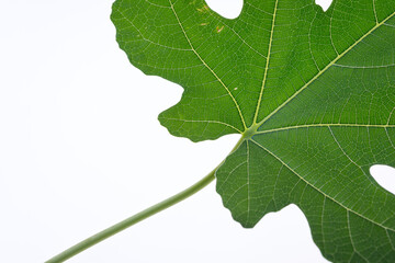 fig leaf isolated on a white background