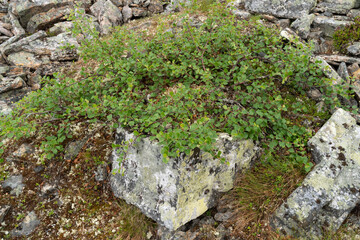 A low-growing form of a fell birch called the Kiilopää birch (Betula pubescens ssp. czerepanovii var. appressa) growing on a rock in Urho Kekkonen National Park, Northern Finland