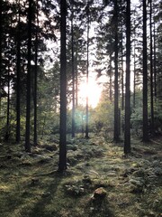 forest in the morning