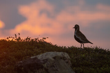 European golden plover standing on a hillside during a beautiful and colorful summery sunset in Urho Kekkonen National Park, Finland