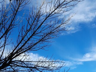 tree in the sky