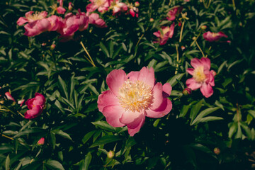 Pink flowers peonies flowering on background pink peonies. Peony garden. Flowers on a blurred green background
