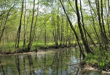 a beautiful swamp forest with fresh green trees and grass and reflection in the water in springtime
