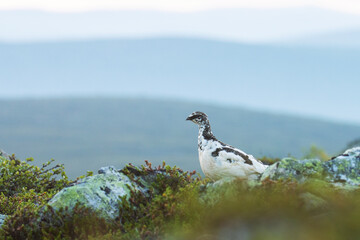 Alert medium-sized gamebird Rock ptarmigan standing on a rocky surface in Urho Kekkonen National Park, Northern Finland