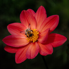Bee on Red  flower