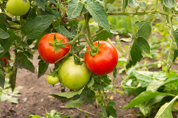Ripe red tomatoes hanging on a branch. Organic tomatoes grown in a greenhouse