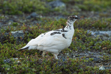 Rock ptarmigan walking during a summer night in Urho Kekkonen National Park, Northern Finland	