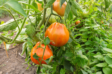 Ripe red tomatoes hanging on a branch. Organic tomatoes grown in a greenhouse