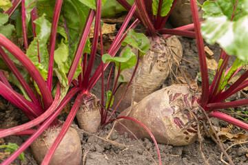 Beetroot with green leaves in the garden. Vegetarian vegetables