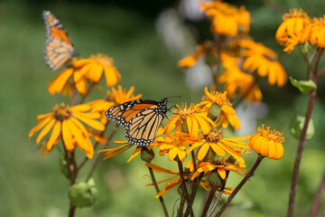 ligularia dentata or summer ragwort