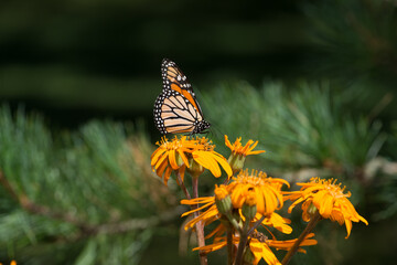 ligularia dentata or summer ragwort