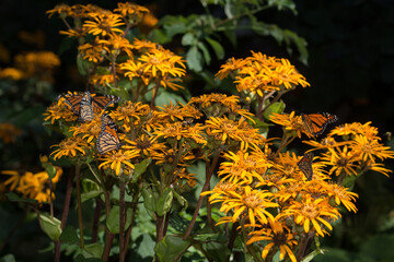 ligularia dentata or summer ragwort