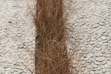 close up of ornamental grass and pavement
