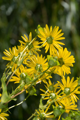 review of cup plant blossoms (Silphium perfoliatum)