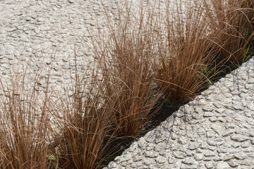 close up of ornamental grass and pavement