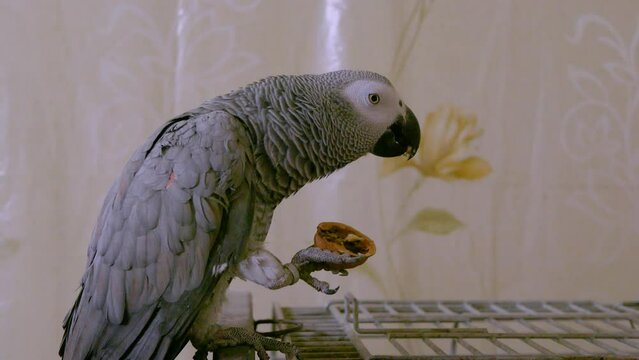 A gray parrot eats a walnut sitting on a cage holding it in its paw, close-up