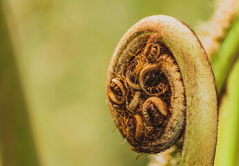 close up of a plant