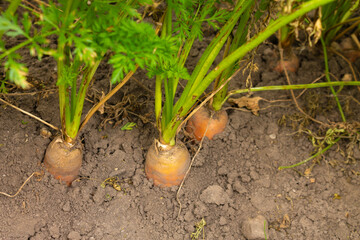 Ripe orange carrots in the beds of the field ready for harvest