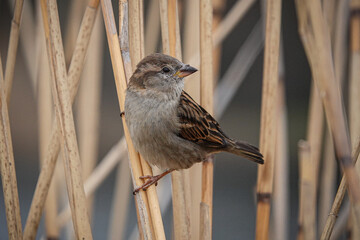 Spatz