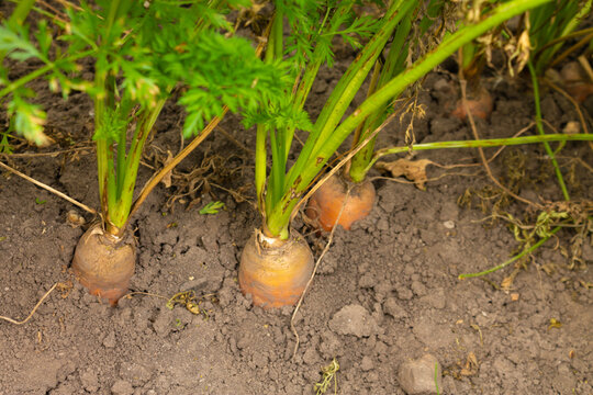 Ripe orange carrots in the beds of the field ready for harvest