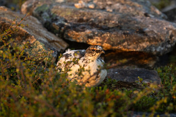 Rock ptarmigan standing next to some rocks during a beautiful sunrise in Kiilopää fell, Northern Finland.	