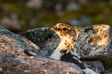 Close-up portrait of a Rock ptarmigan peeking behind a rock during a beautiful sunset in Kiilopää fell, Northern Finland.