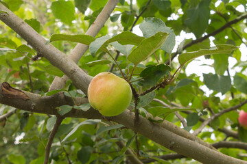 Close-up of red apples on trees in a vegetable orchard. Vegetarian eco food