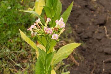 Pink tobacco flowers on tobacco plants. Leaf tobacco plantation field