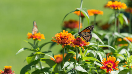 butterflies on a zinnia flowers