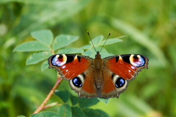 Butterfly aglais io with large spots on the wings