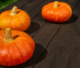 Ripe ginger pumpkin isolated on a burred unfocussed grass background. Autumn concept with pumpkin. High quality photo