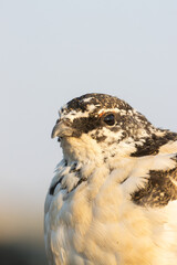 Close-up portrait of a Rock ptarmigan during a beautiful sunset in Kiilopää fell, Northern Finland.	