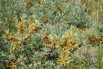 Sanddorn Früchte in den Dünen