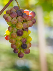 大都会のぶどう畑。jr大阪駅の屋上、天空広場にて