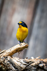 yellow bird on a branch