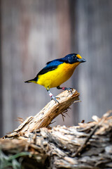 yellow and blue bird on branch