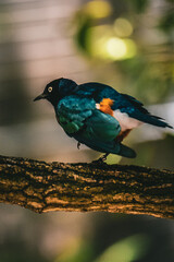 bird on the branch in motion