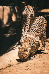 Fototapeta na wymiar Cheetah Eating