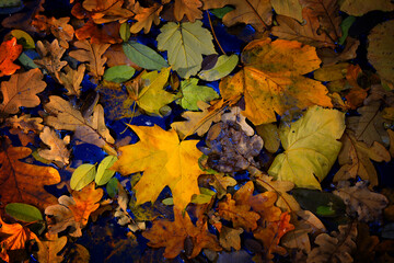floating autumn leaves
